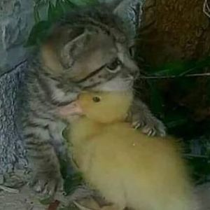 Meet your Posher, Raven